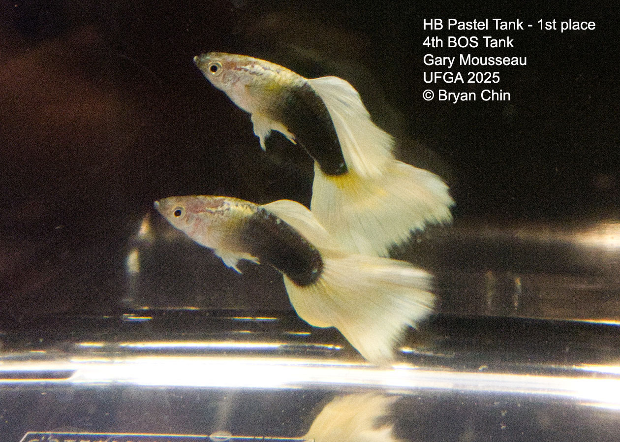 Guppy HB Pastel